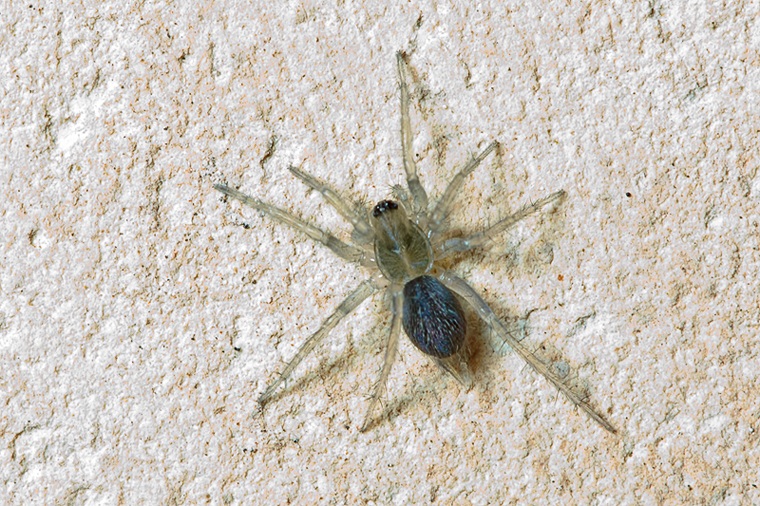 Lycosoides sp.